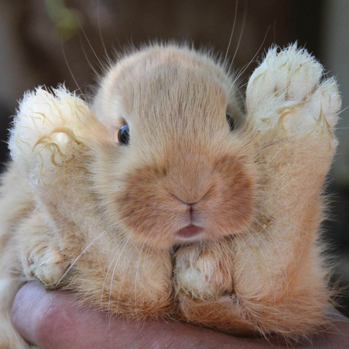 Callos plantares de los conejos - Tratamiento y prevención