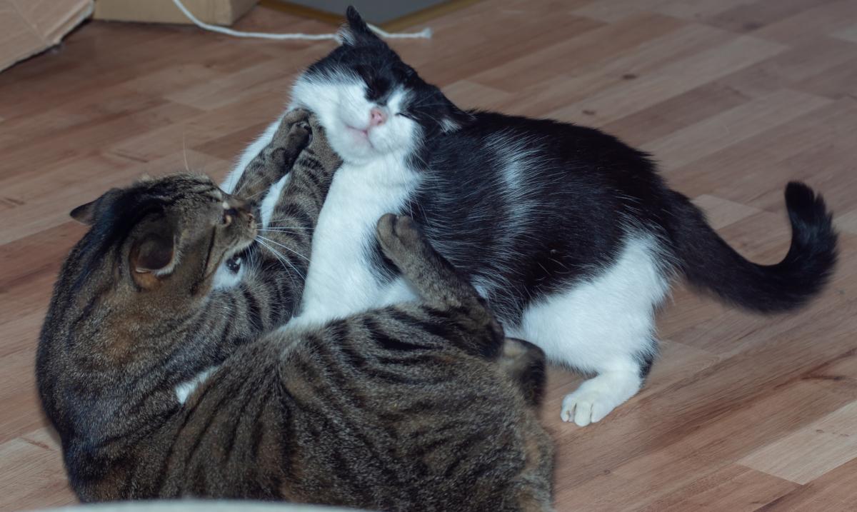 Mordedura de gato a otro gato, ¿qué hacer?