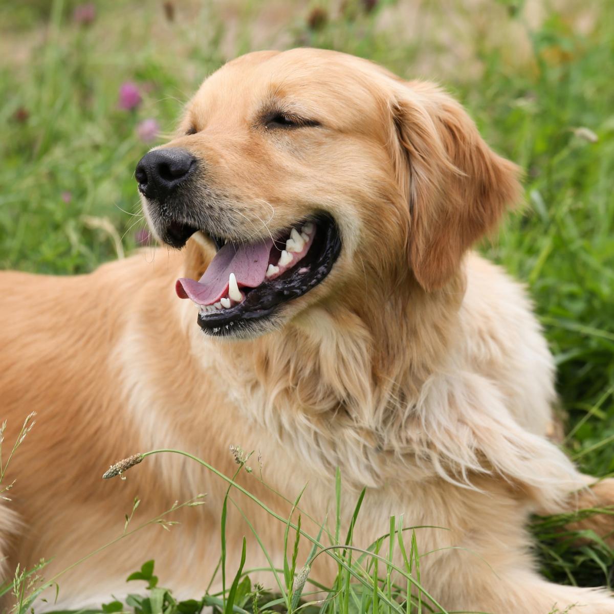 Preguntas frecuentes sobre el golden retriever