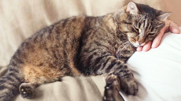 La insuficiencia renal en gatos avanza en silencio: las señales que permiten detectarla antes de que sea tarde - Estas son las señales más tempranas de enfermedad renal que muchos cuidadores pasan por alto