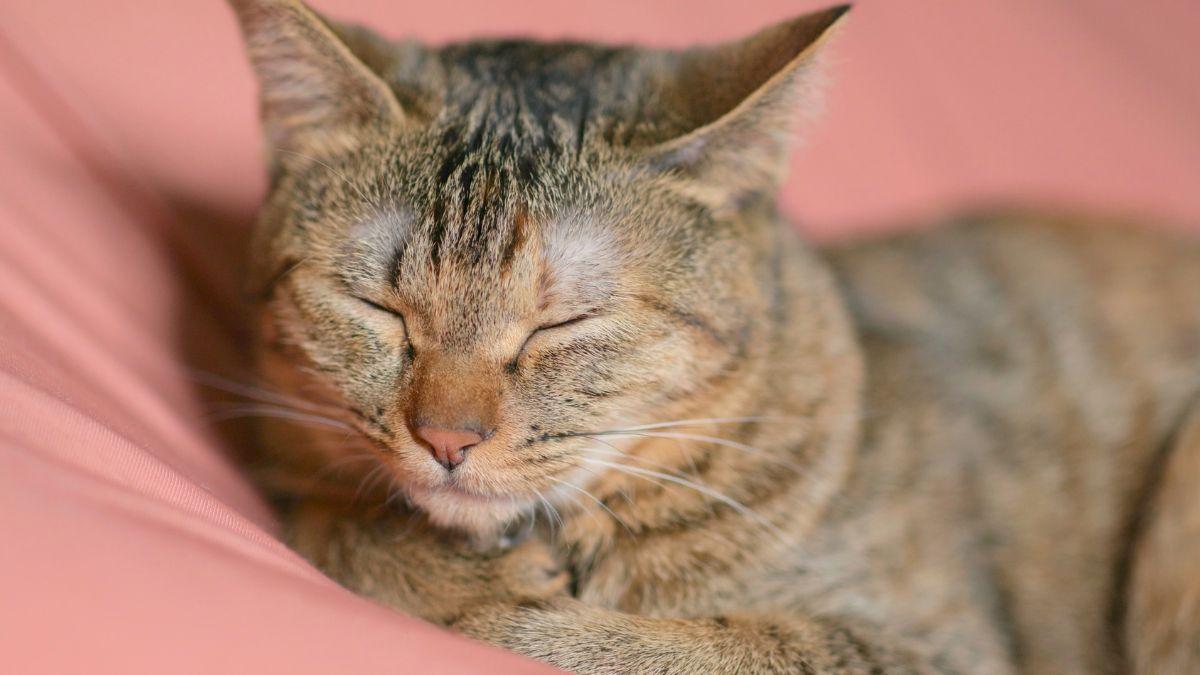 La insuficiencia renal en gatos avanza en silencio: las señales que permiten detectarla antes de que sea tarde