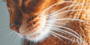 Ni estética ni simples pelos: por qué los bigotes de los gatos son clave y no debes tocarlos