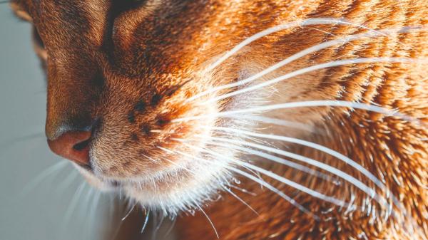 Ni estética ni simples pelos: por qué los bigotes de los gatos son clave y no debes tocarlos