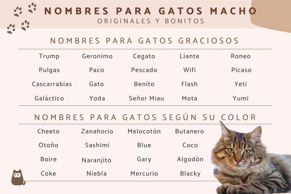 Nombres para gatos machos originales