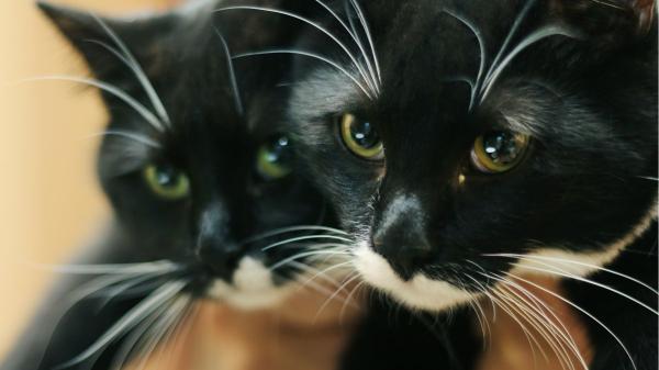 Ni estética ni simples pelos: por qué los bigotes de los gatos son clave y no debes tocarlos - Por qué los bigotes de los gatos son mucho más que simples pelos