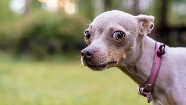 Federica, educadora canina: “Esa famosa cara de culpa que ponen cuando hacen algo mal en realidad no significa lo que tú crees” - La ciencia matiza la “culpa” de los perros: no sienten remordimiento como los humanos