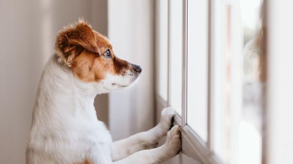 Federica, educadora canina: “Esa famosa cara de culpa que ponen cuando hacen algo mal en realidad no significa lo que tú crees” - Tu perro no se siente culpable por romper algo: está reaccionando a tu enfado