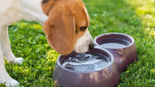 Los veterinarios lo aclaran: “En verano, un perro necesita beber entre 60 y 80 ml de agua al día por cada kilo de peso” - Cuando un perro bebe demasiado o muy poca agua puede estar avisando de un problema