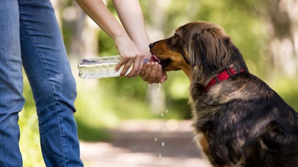 Los veterinarios lo aclaran: “En verano, un perro necesita beber entre 60 y 80 ml de agua al día por cada kilo de peso” - El peso, el calor y el ejercicio cambian la cantidad de agua que necesita un perro