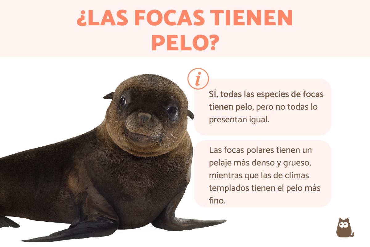 ¿Las focas tienen pelo?