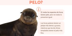 ¿Las focas tienen pelo?