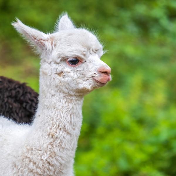 lindas fotos de animales
