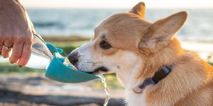 Los veterinarios lo aclaran: “En verano, un perro necesita beber entre 60 y 80 ml de agua al día por cada kilo de peso”