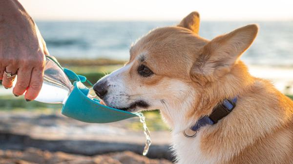 Los veterinarios lo aclaran: “En verano, un perro necesita beber entre 60 y 80 ml de agua al día por cada kilo de peso”
