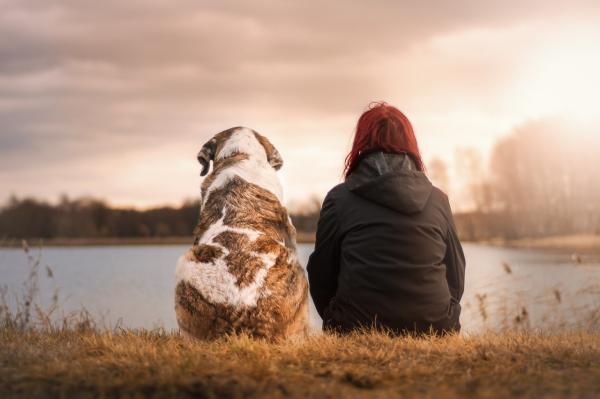 No puedo cuidar a mi perro, ¿dónde lo puedo llevar?