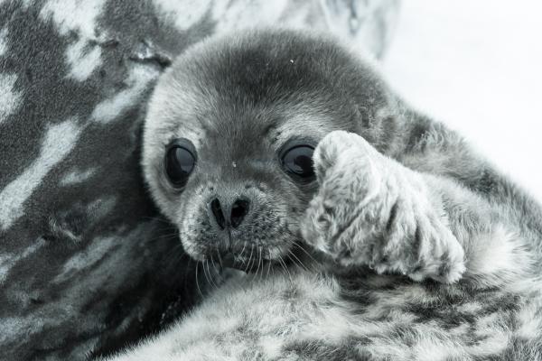 ¿Las focas tienen pelo? - ¿Por qué las focas tienen pelo?