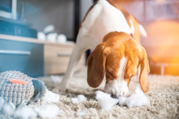 ¿Cuánto tarda un perro en expulsar un cuerpo extraño? - ¿Qué entendemos por cuerpos extraños gastrointestinales?