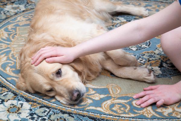 ¿Cuánto tarda un perro en expulsar un cuerpo extraño? - Síntomas de una obstrucción en perros por un cuerpo extraño