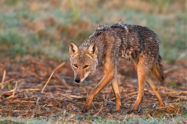 ¿Qué comen los coyotes? - ¿Dónde cazan los coyotes?