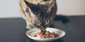 La compra de comida para gatos se dispara mientras la de perros apenas crece: qué está cambiando en los hogares
