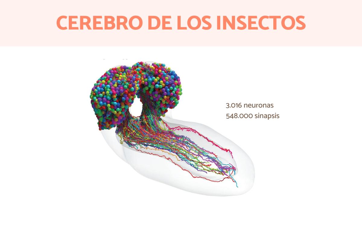 ¿Los insectos tienen cerebro?