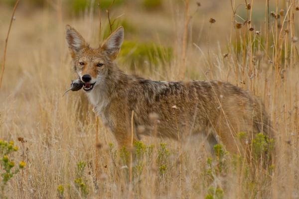 ¿Qué comen los coyotes? - ¿Qué animales cazan los coyotes?