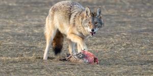 ¿Qué comen los coyotes?