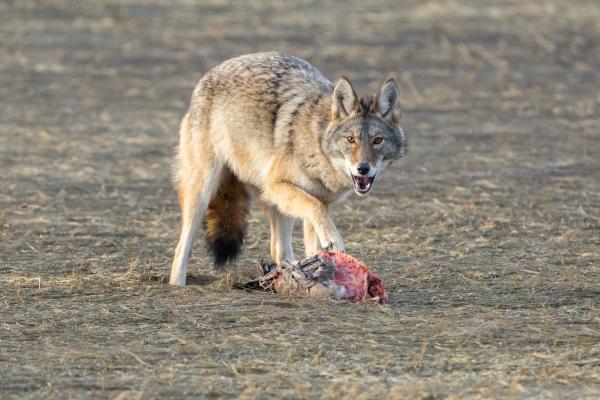 ¿Qué comen los coyotes?