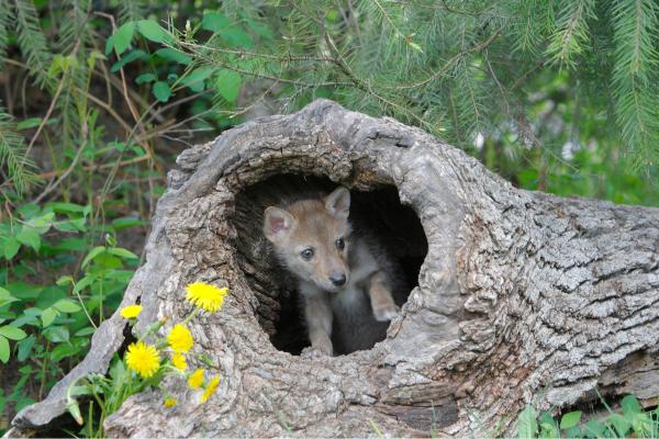 ¿Qué comen los coyotes? - ¿Qué comen los coyotes bebés?
