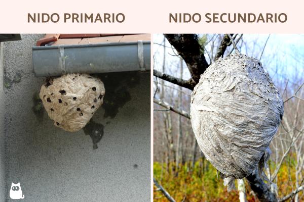 Nido de avispa velutina: cómo es y qué hacer si encuentras uno - ¿Cómo identificar un nido de avispa velutina?
