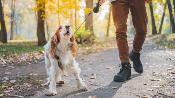 Juan Manuel Liquindoli, educador canino: “Los perros que ladran a todo en la calle pueden estar desbordados por el estrés que acumulan en casa” - El perro no ladra durante el paseo por desobediencia: su ladrido revela cómo se siente