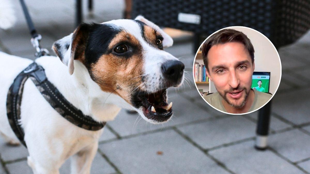 Juan Manuel Liquindoli, educador canino: “Los perros que ladran a todo en la calle pueden estar desbordados por el estrés que acumulan en casa”