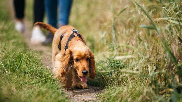 Juan Manuel Liquindoli, educador canino: “Los perros que ladran a todo en la calle pueden estar desbordados por el estrés que acumulan en casa” - Lo que recomienda Juan Manuel Liquindoli para que el perro salga de casa más tranquilo
