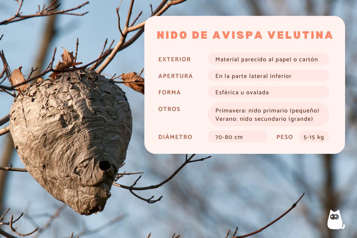Nido de avispa velutina: cómo es y qué hacer si encuentras uno