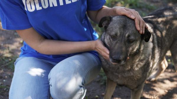 La realidad de las protectoras en España: cuatro de cada diez funcionan sin trabajadores remunerados - Ayudar a los animales también puede pasar factura a quienes trabajan en las protectoras