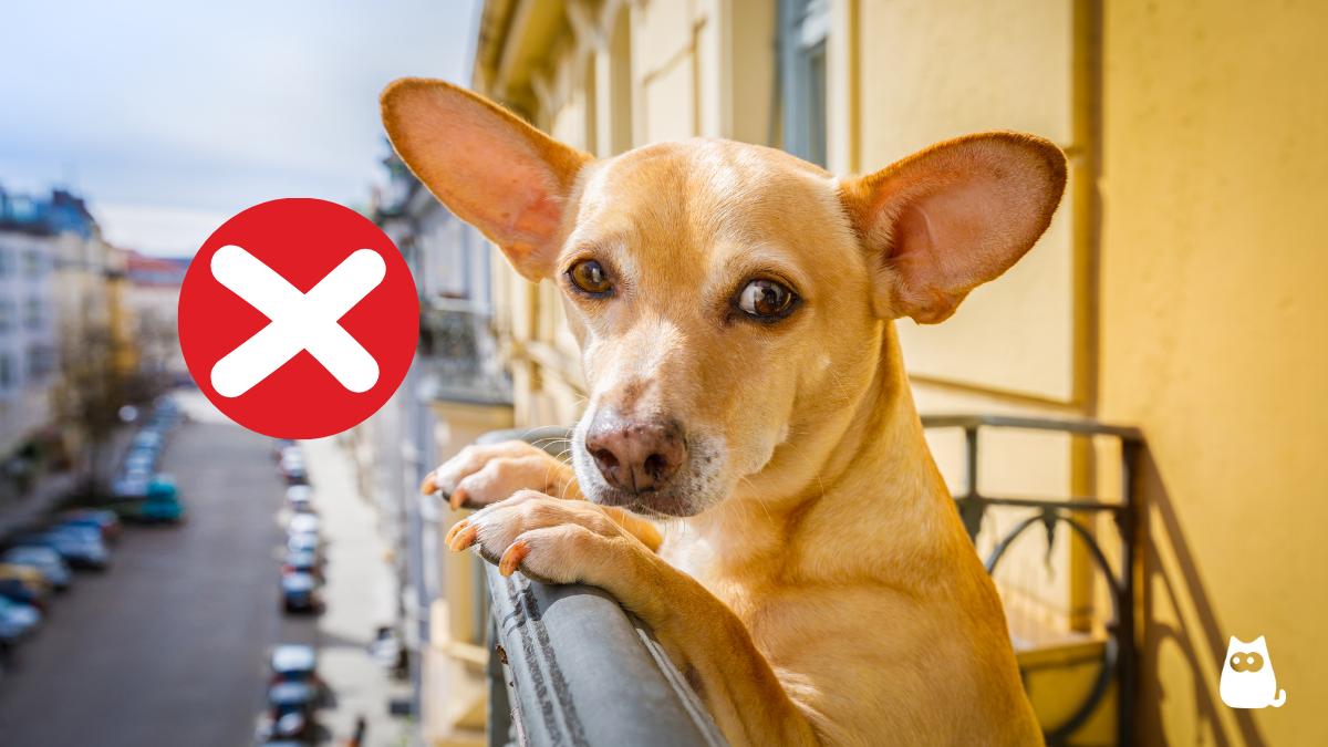 La Ley de Bienestar animal lo confirma: tener a tus mascotas viviendo en la terraza está prohibido y podrían multarte con 50.000 euros