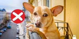 La Ley de Bienestar animal lo confirma: tener a tus mascotas viviendo en la terraza está prohibido y podrían multarte con 50.000 euros