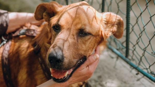 La realidad de las protectoras en España: cuatro de cada diez funcionan sin trabajadores remunerados - Más animales y los mismos recursos: el estudio refleja la realidad de las protectoras españolas