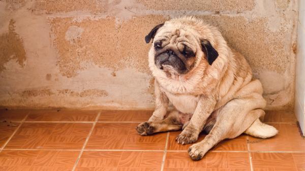 La Ley de Bienestar animal lo confirma: tener a tus mascotas viviendo en la terraza está prohibido y podrían multarte con 50.000 euros - Qué dice la ley y por qué no se puede tener mascotas en la terraza: ''No es un mueble, es un ser vivo''