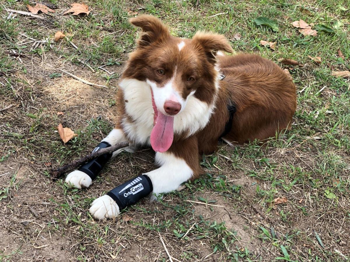 ¿Qué le puedo dar a mi perro para el dolor?