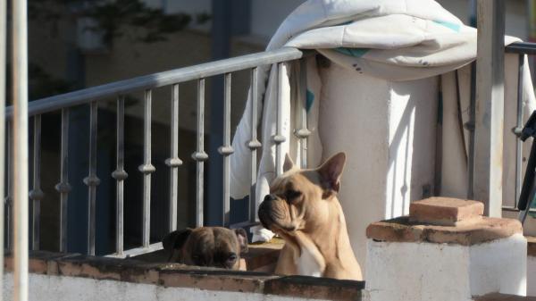La Ley de Bienestar animal lo confirma: tener a tus mascotas viviendo en la terraza está prohibido y podrían multarte con 50.000 euros - ¿Qué puedes hacer si ves a un perro o gato encerrado en una terraza (y cómo denunciarlo)?