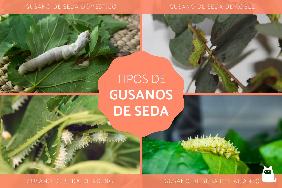 Tipos de gusanos de seda