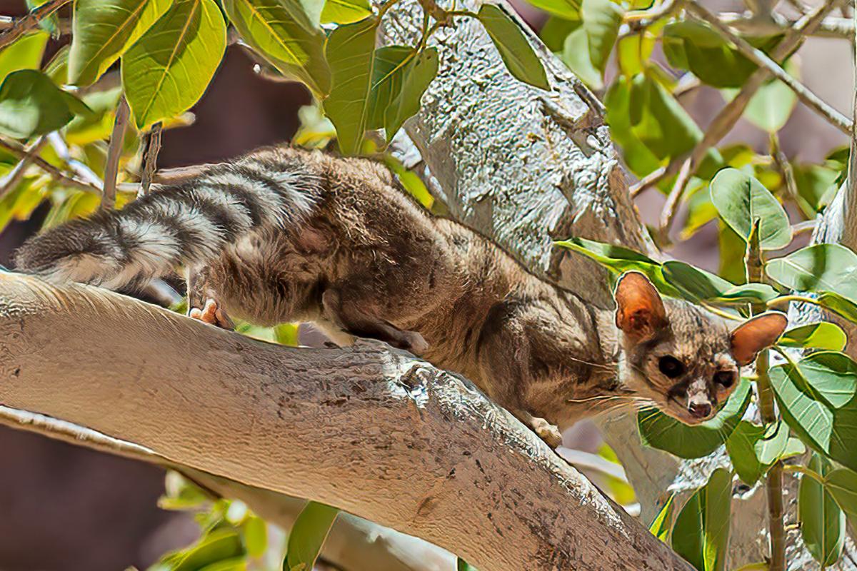 ¿El cacomixtle es peligroso?