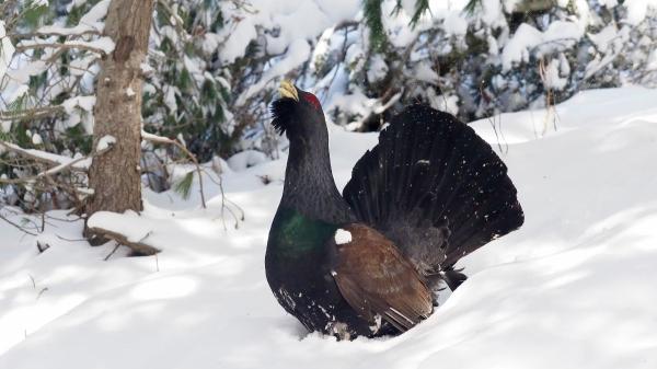 Fotografiar al urogallo puede costarte hasta 200.000 euros: el aviso de los Agentes Rurales - Época de reproducción e invierno: las temporadas más críticas
