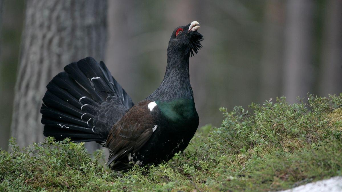 Fotografiar al urogallo puede costarte hasta 200.000 euros: el aviso de los Agentes Rurales