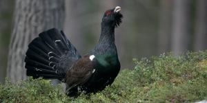 Fotografiar al urogallo puede costarte hasta 200.000 euros: el aviso de los Agentes Rurales