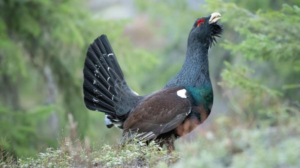 Fotografiar al urogallo puede costarte hasta 200.000 euros: el aviso de los Agentes Rurales - Por qué fotografiar al urogallo puede salir caro: “Entre 3.000 y 200.000 euros de multa”