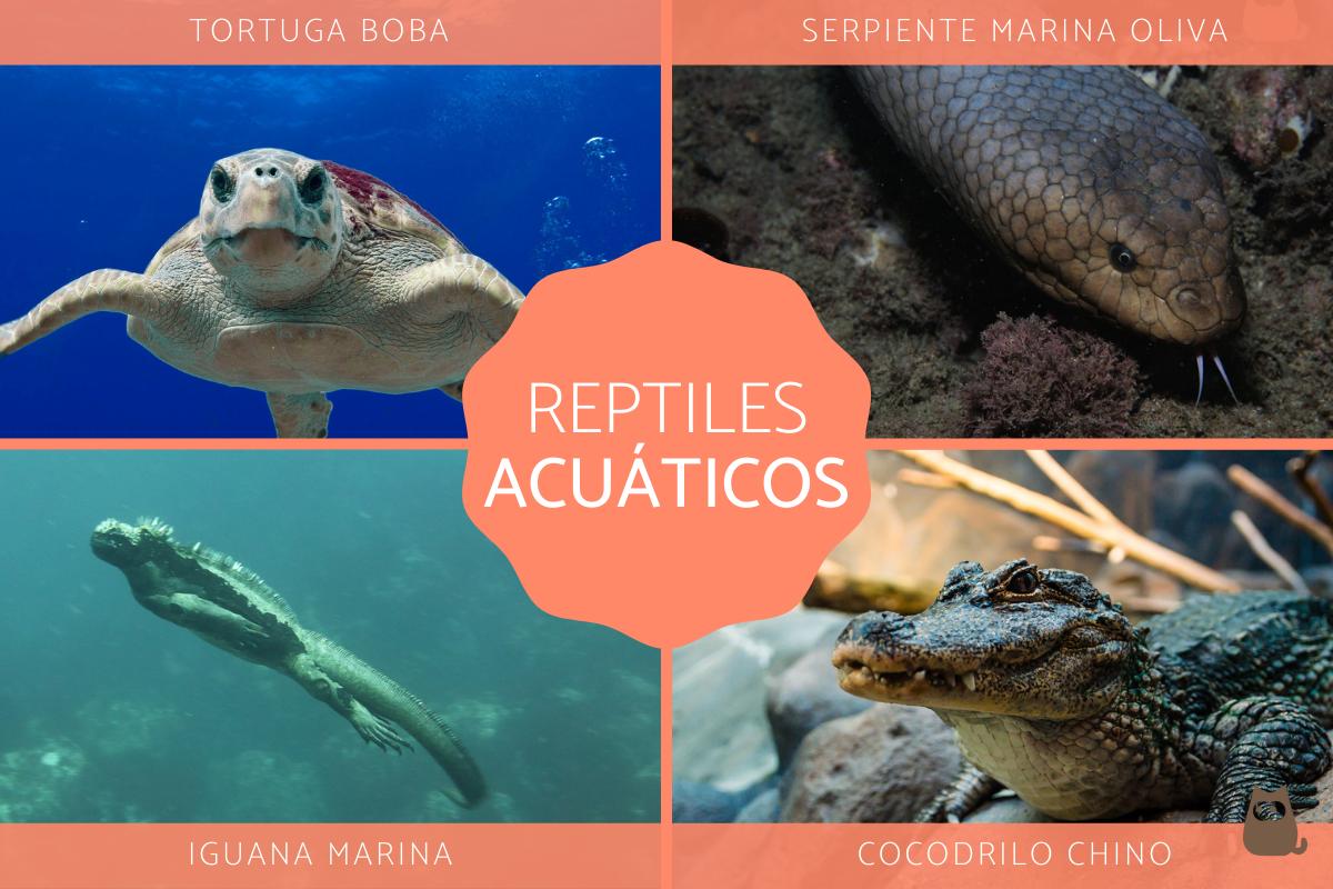 Reptiles acuáticos - Características y ejemplos