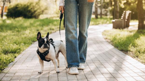 Getafe instala máquinas de bolsas gratis para las heces de perros: así puedes conseguirlas y evitar multas de hasta 750 euros - Las nuevas máquinas de bolsas gratuitas llegan a los centros cívicos de los barrios