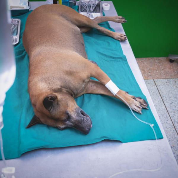 como mueren los perros de cancer